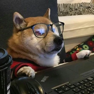 Трейдер пёс